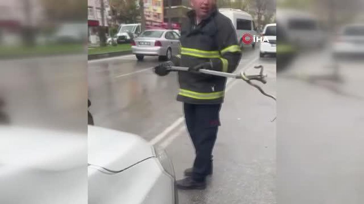 Yalova'dan getirdiği saksı çiçeklerinin arasından yılan çıktı