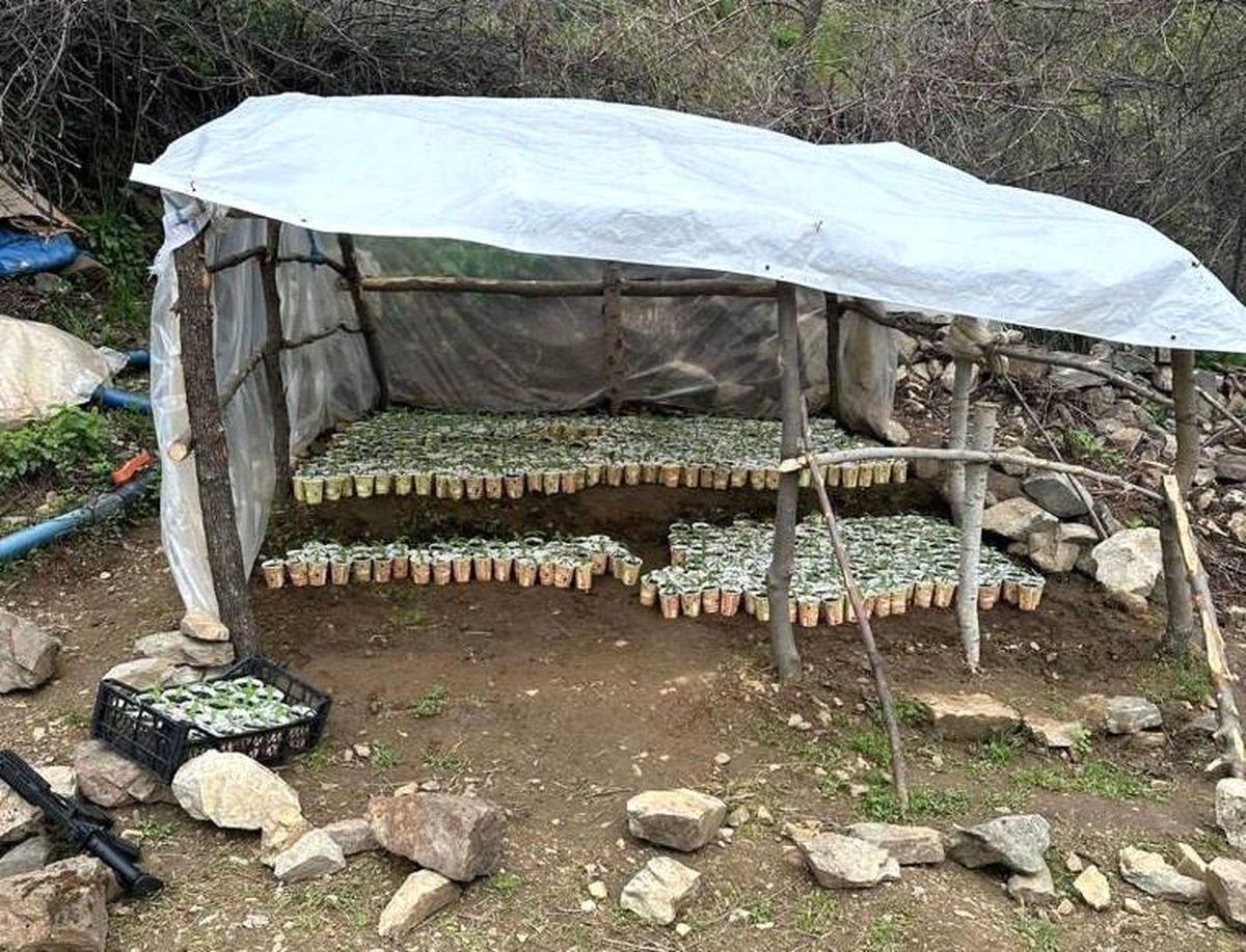 Bingöl'de 3 bin 340 kök kenevir ele geçirildi