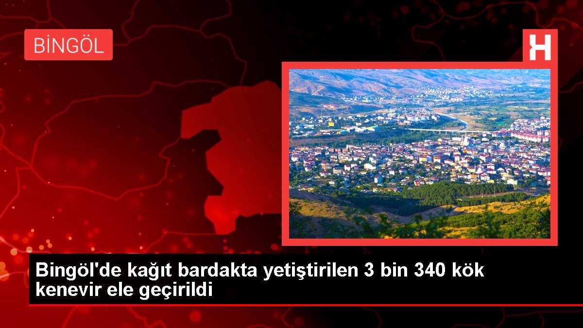 Bingöl'de kağıt bardakta yetiştirilen 3 bin 340 kök kenevir ele geçirildi