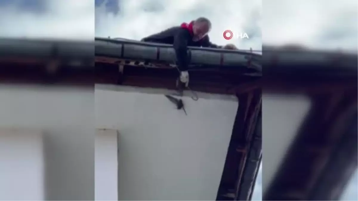 Boğazına ip dolanan ebabil kuşu böyle kurtarıldı