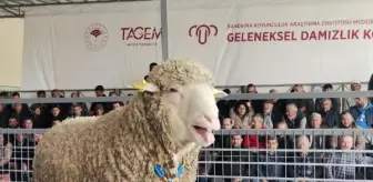 Bandırma'da Damızlık Koç 91 Bin TL'ye Satıldı