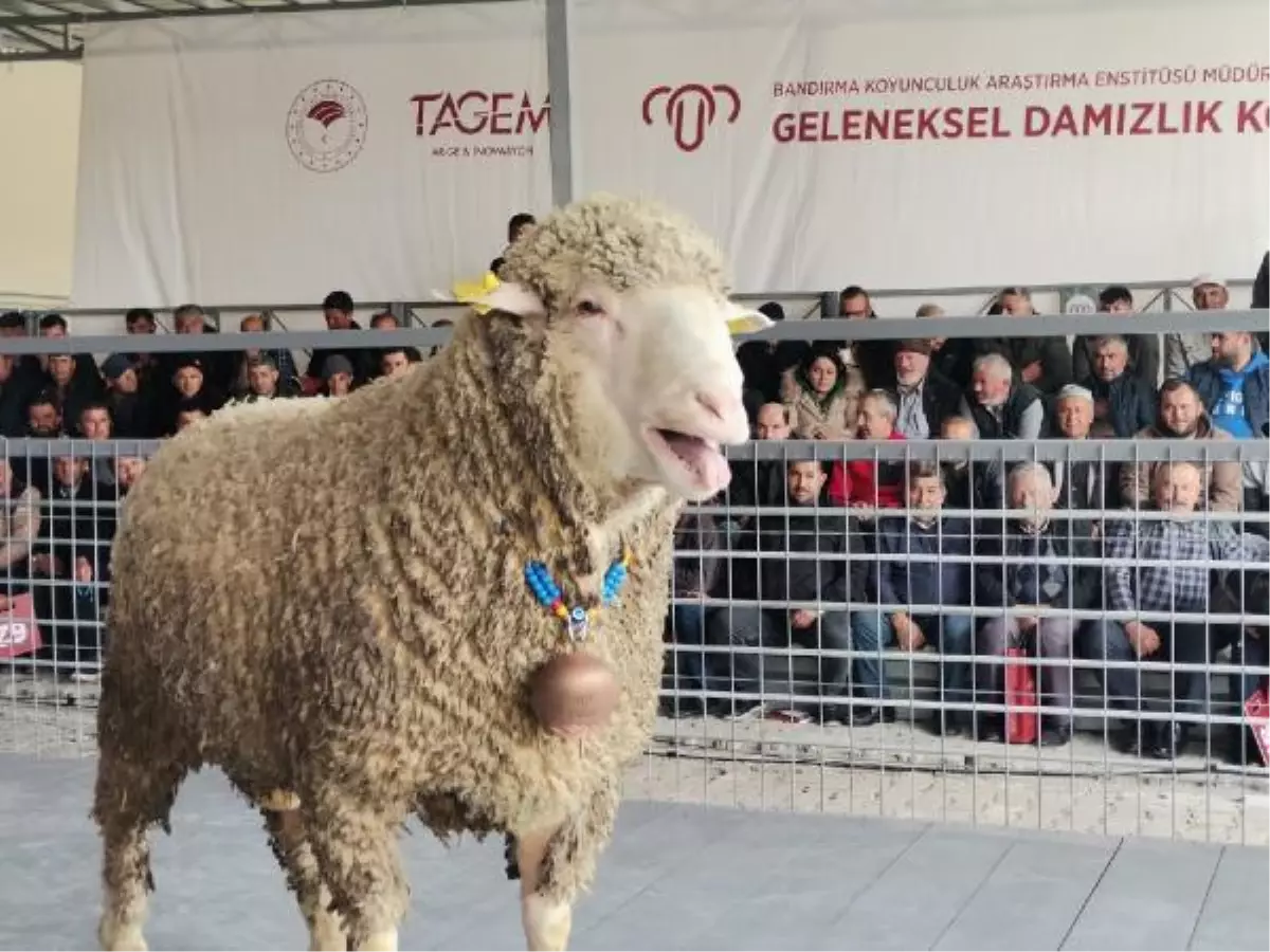 Bandırma'da Damızlık Koç 91 Bin TL'ye Satıldı