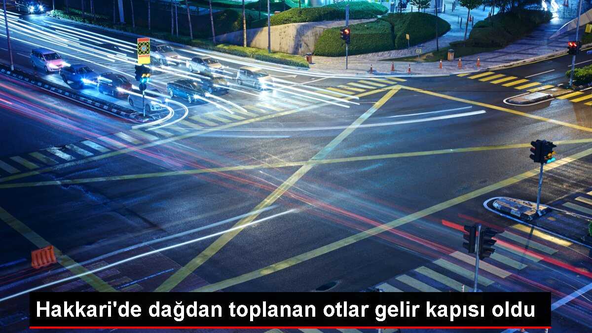 Hakkari'de dağdan toplanan otlar gelir kapısı oldu