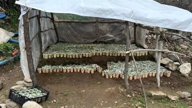 Karton bardakta uyuşturucu yetiştirdiler Karton bardakta uyuşturucu yetiştirdiler