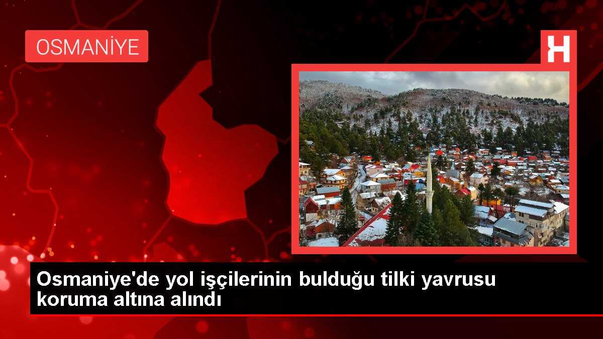 Osmaniye'de yol işçilerinin bulduğu tilki yavrusu koruma altına alındı