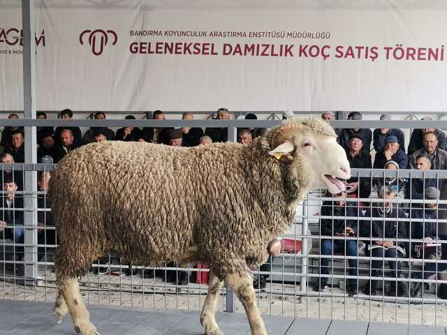 Rakamı duyanlar inanamıyor! Damızlık koç 91 bin liraya alıcı buldu Rakamı duyanlar inanamıyor! Damızlık koç 91 bin liraya alıcı buldu
