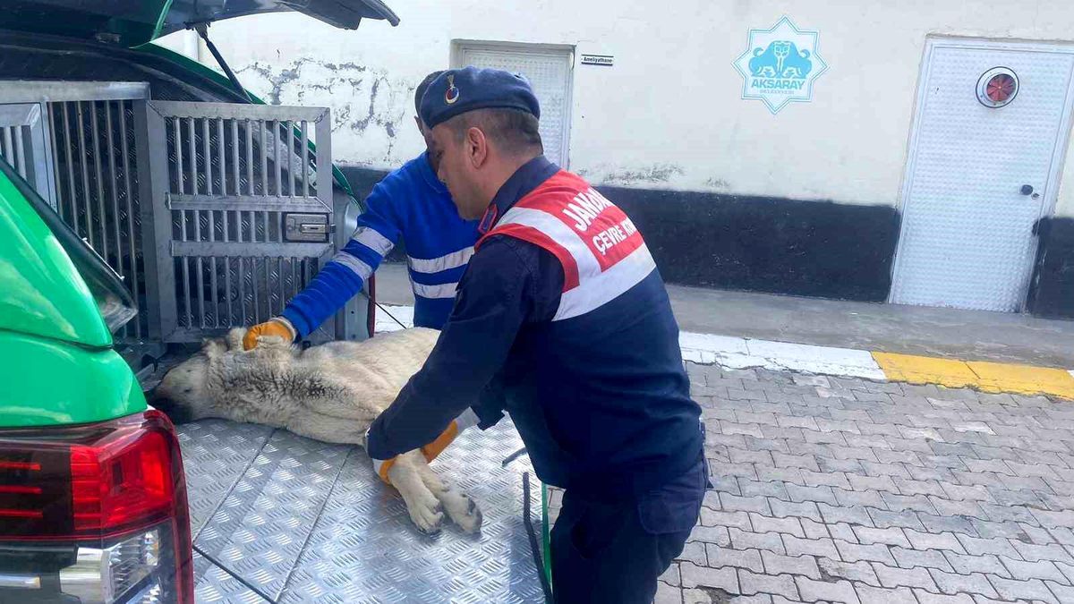 Yaralı köpeğe jandarma yetişti