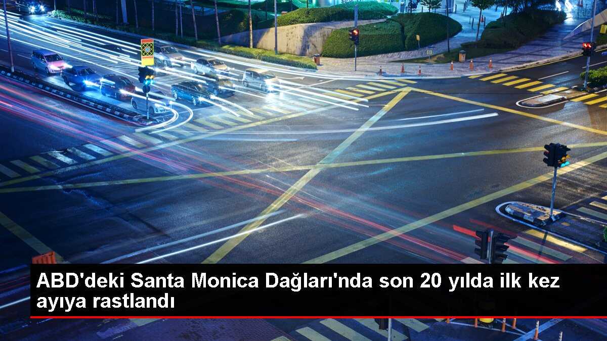 ABD'deki Santa Monica Dağları'nda son 20 yılda ilk kez ayıya rastlandı