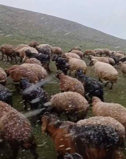 Ahlat'ta mayısta kar sürprizi: Koyunlar merada kara yakalandı