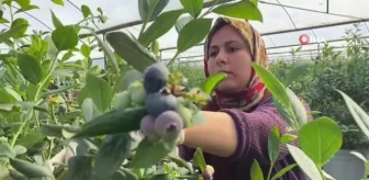 Antalya'da kadınların topraksız tarımla mavi yemiş hasatı başladı