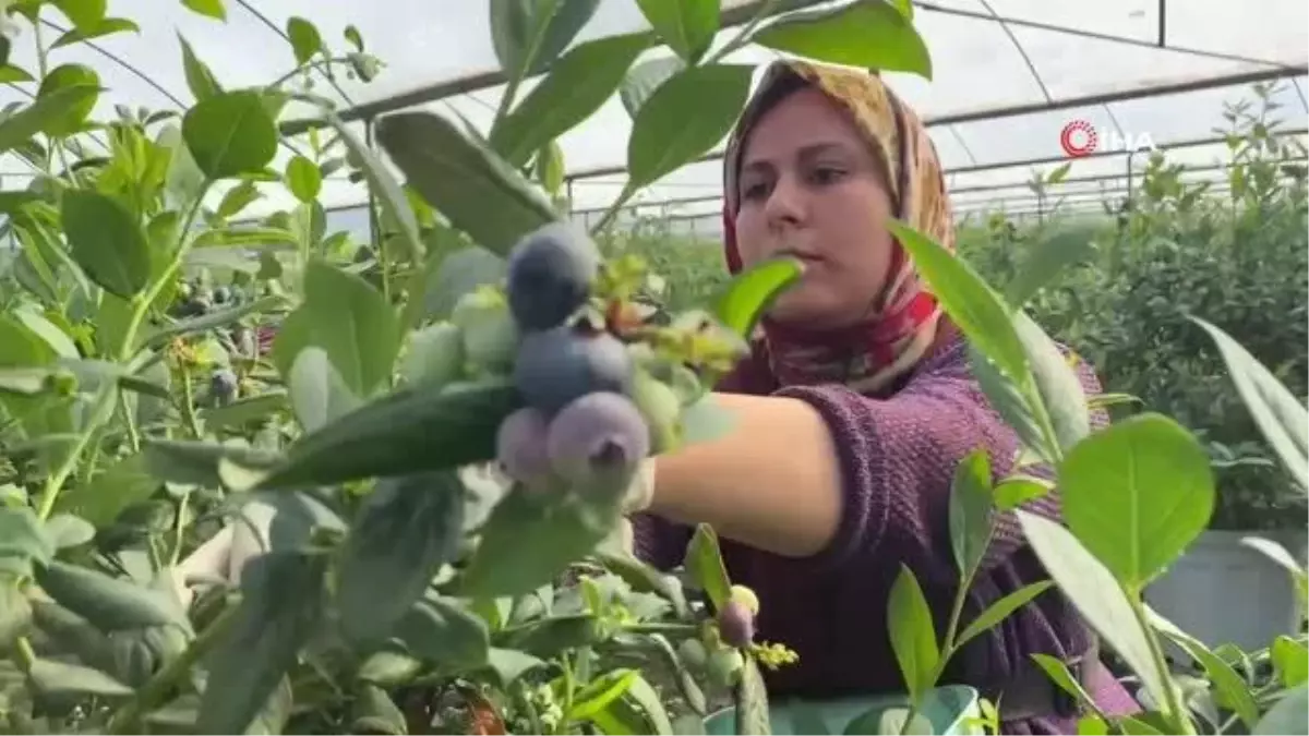 Antalya'da kadınların topraksız tarımla mavi yemiş hasatı başladı