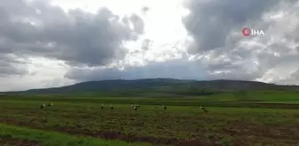 Şarkışla'da sürü halinde gezen leylekler böyle görüntülendi