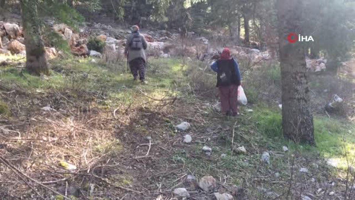Yılda 1,5 ay yetişiyor, tazesinin kilosu 300 liradan kurutulmuşu 2 bin 500 liradan alıcı buluyor