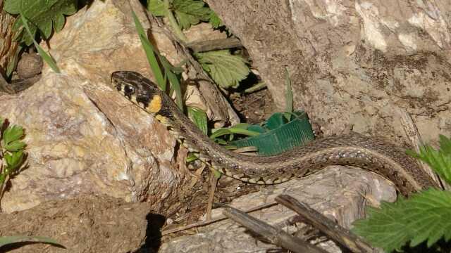 Yüksekova'yı yılan sürüleri sardı