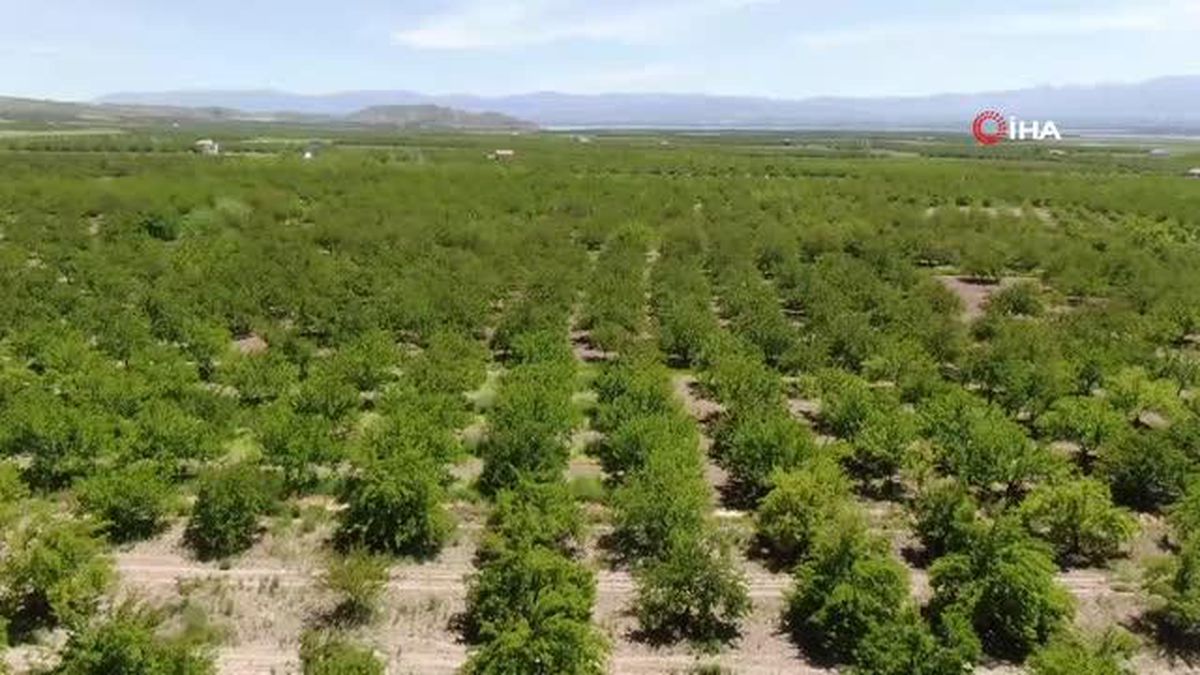 Baskil'de kayısı ağaçları boş kaldı, rekolte yüzde 80 düştü
