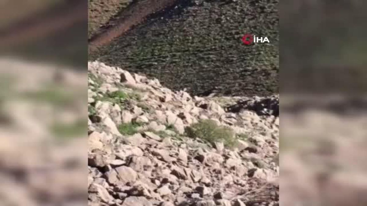 Elazığ'da nesli tükenmekte olan Afrika-Asya sırtlanı görüldü