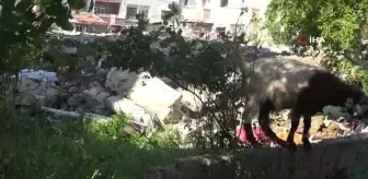 Hatay sokakları keçilere kaldı