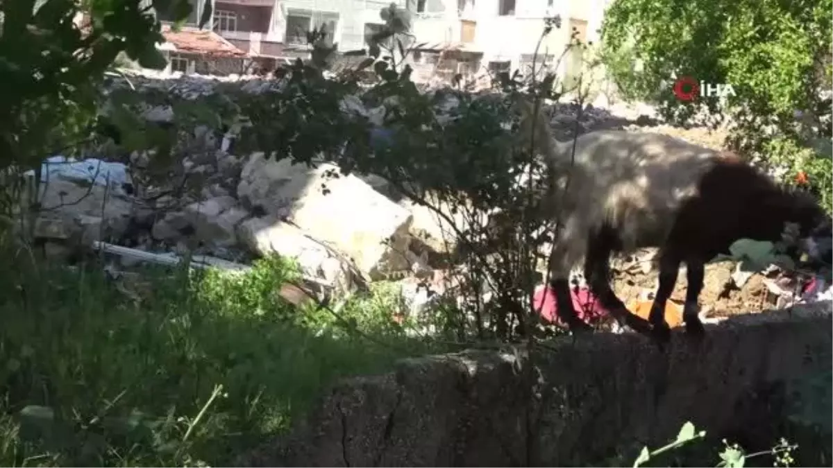 Hatay sokakları keçilere kaldı