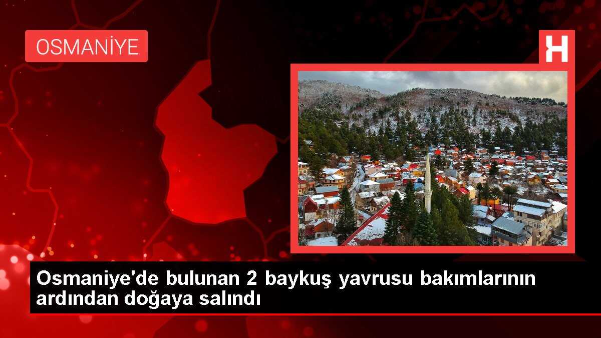 Osmaniye'de bulunan 2 baykuş yavrusu bakımlarının ardından doğaya salındı