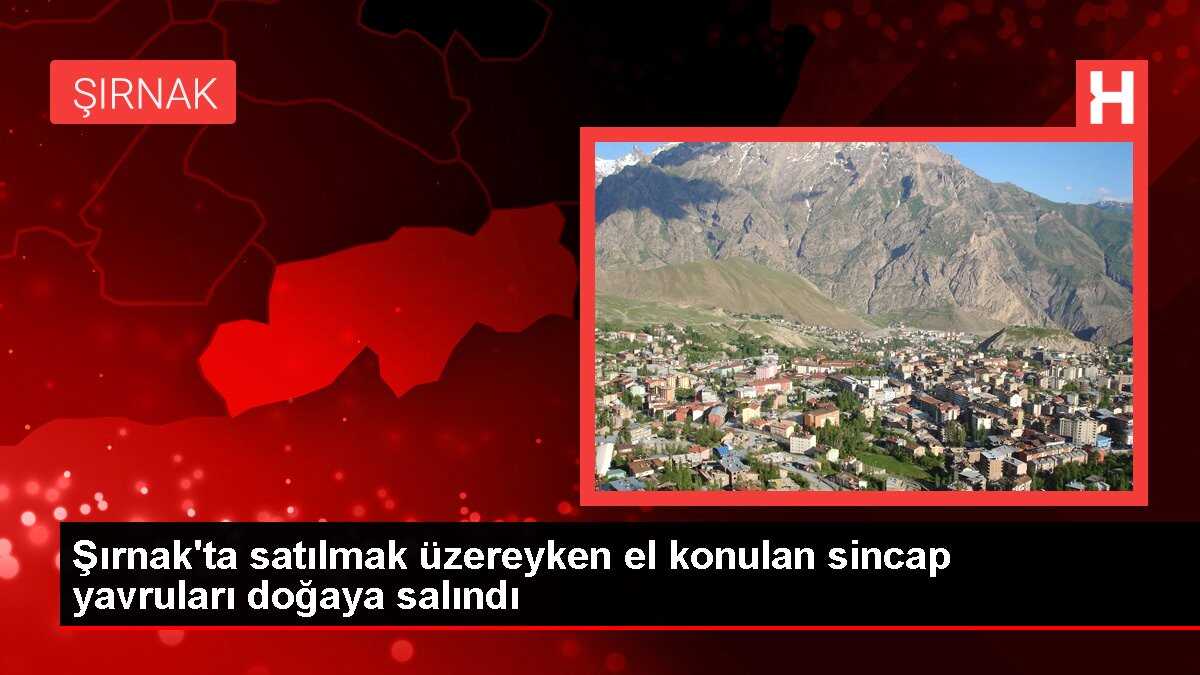 Şırnak'ta satılmak üzereyken el konulan sincap yavruları doğaya salındı