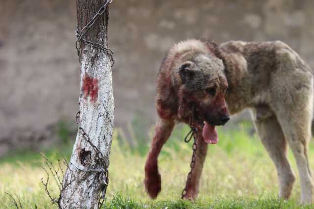 Sokak köpeği dehşet saçtı: Önce çocuğu ısırdı, sonra bir başka köpeği boğdu