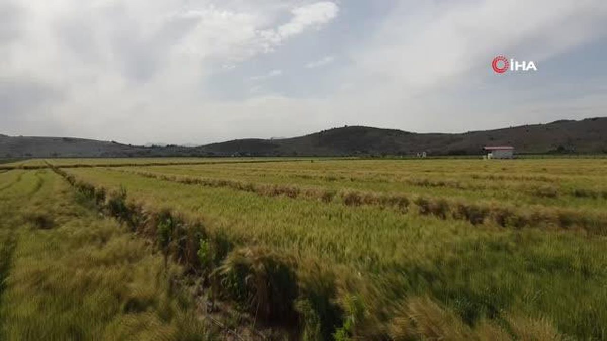 Çukurova'da buğday başakları sarardı, üreticinin yağışlarla yüzü güldü