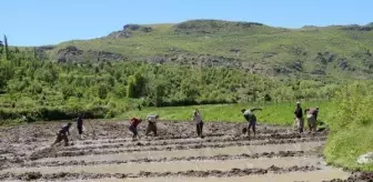 Hakkari'nin Çukurca ilçesinde çeltik üretimi geleneksel yöntemlerle yapılıyor