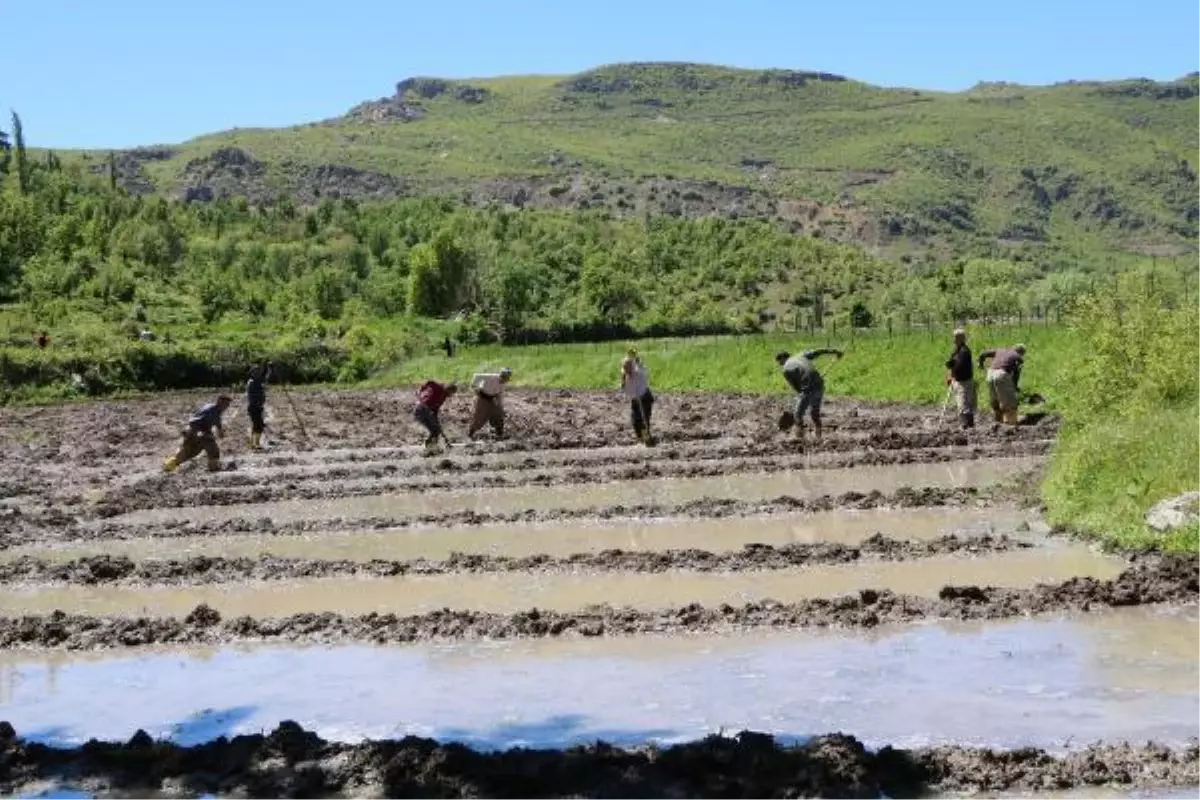 Hakkari'nin Çukurca ilçesinde çeltik üretimi geleneksel yöntemlerle yapılıyor