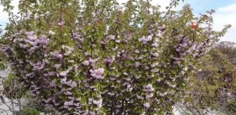 Güzel kokusuyla rengarenk çiçeği ile sakura ağacı
