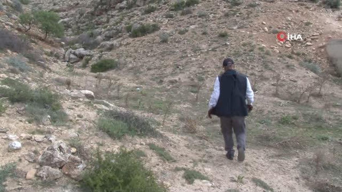 Merak üzerine çıktığı dağlık alanda, gölge bulamayınca kendini ağaçlara adadı