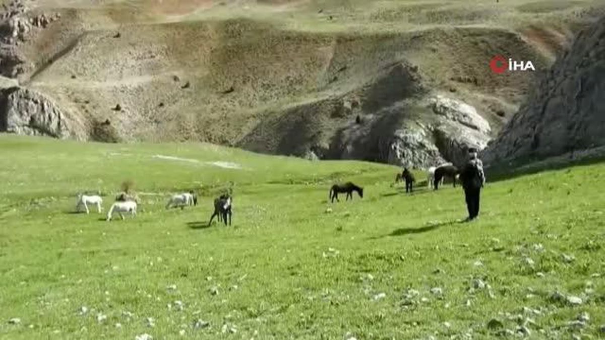Munzur Dağlarındaki yılkı atları görüntülendi