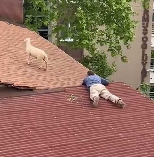 Çatıya çıkan koç hem güldürdü hem uğraştırdı