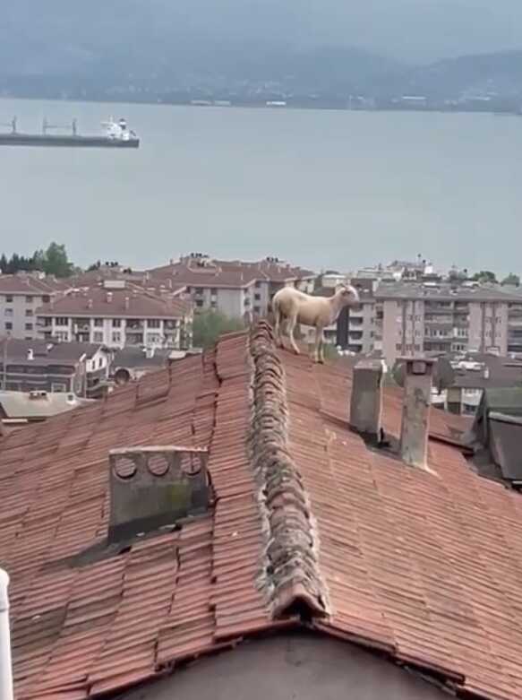 Çatıya çıkan koç hem güldürdü hem uğraştırdı