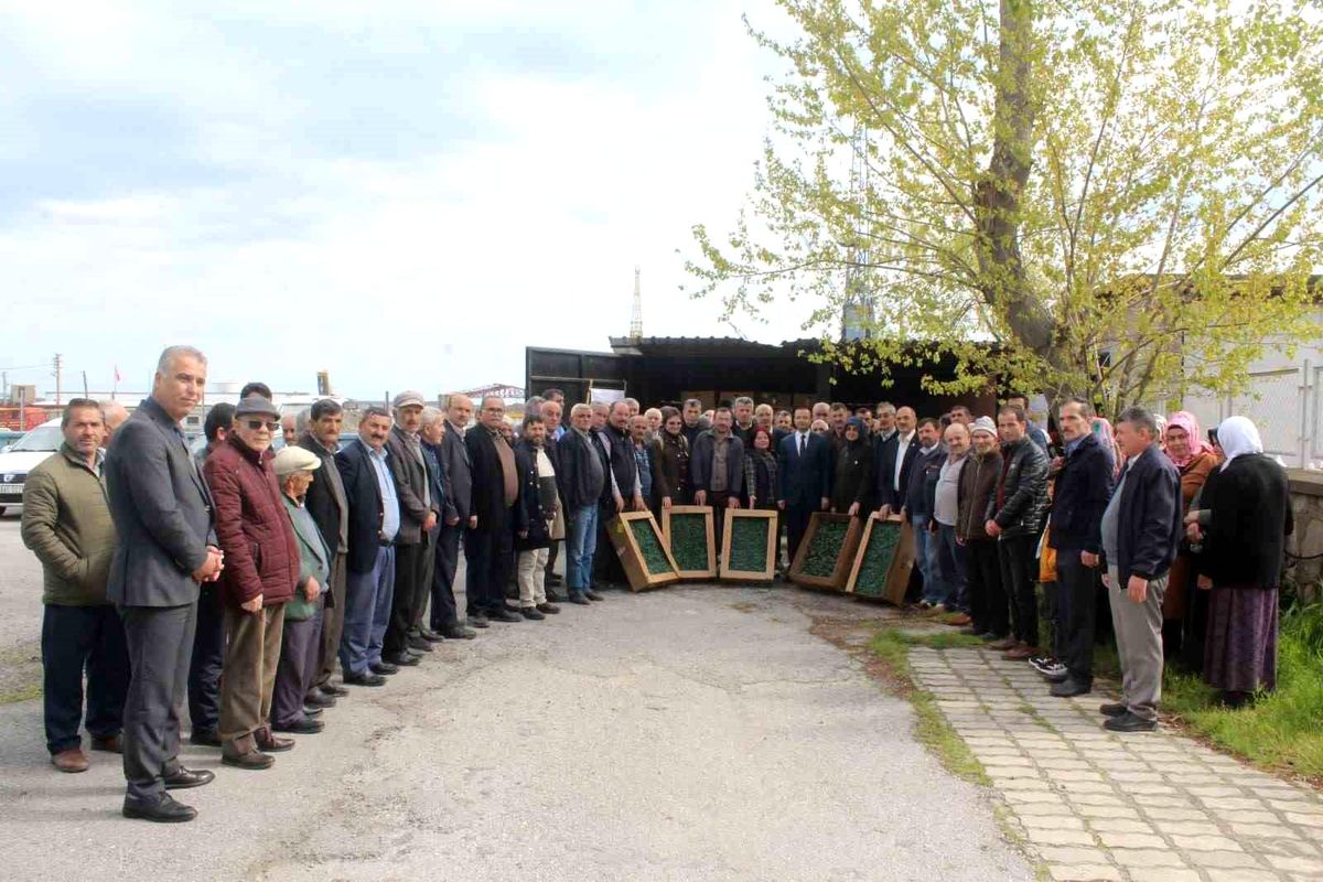 Çiftçilere 20 bin adet biber, 42 bin domates fidesi dağıtıldı