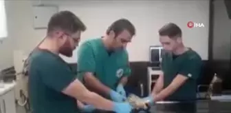 Dünyanın en hızlı kuşu yaralı bulundu