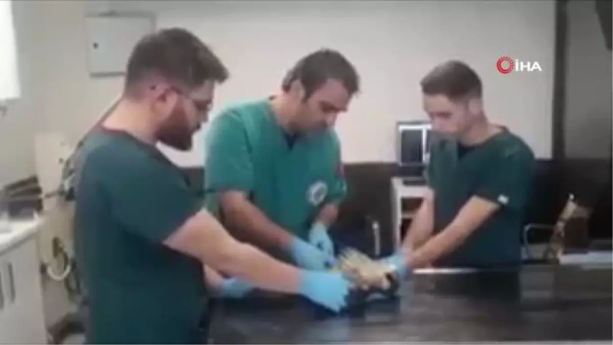Dünyanın en hızlı kuşu yaralı bulundu