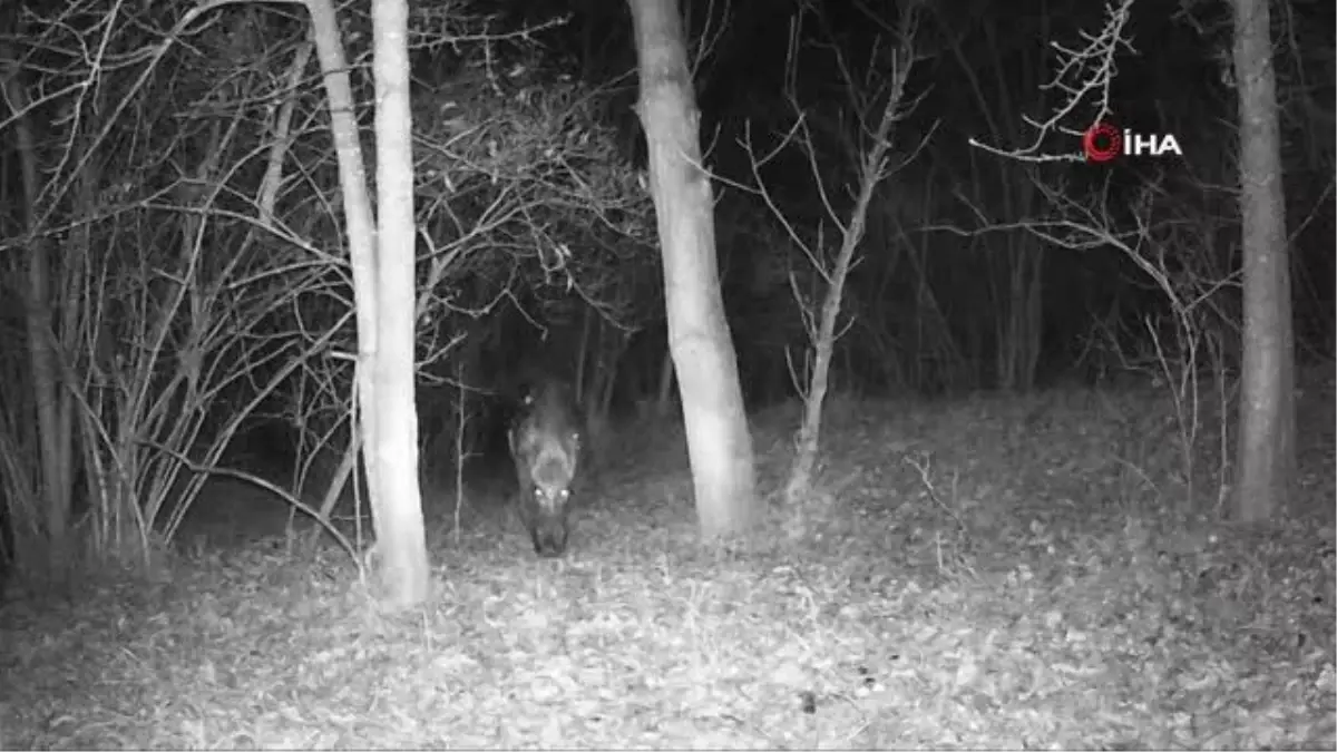 Yaban hayatı fotokapanlarla görüntülendi
