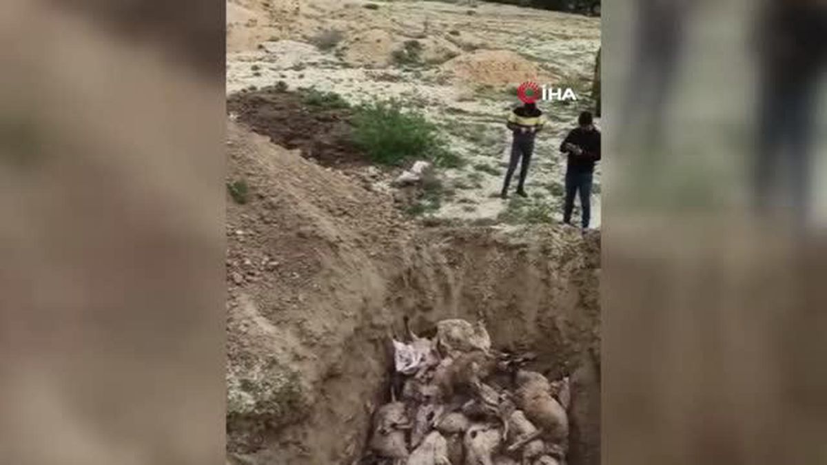 Ankara'da sokak köpekleri sürüye saldırdı, 40 kuzu telef oldu