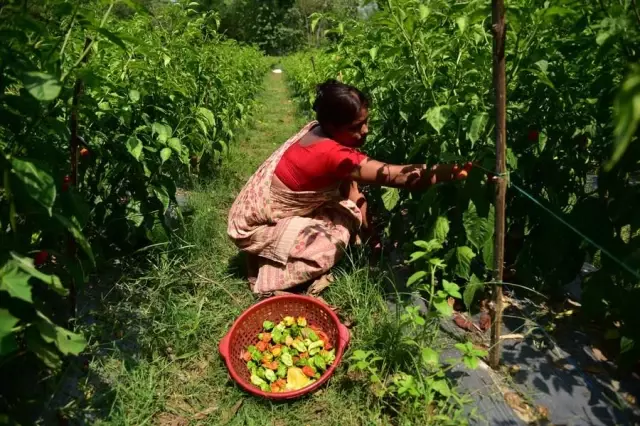 Hindistan'da Dünyanın En Acı Biberi Bhut Jolokia Hasadı Başladı