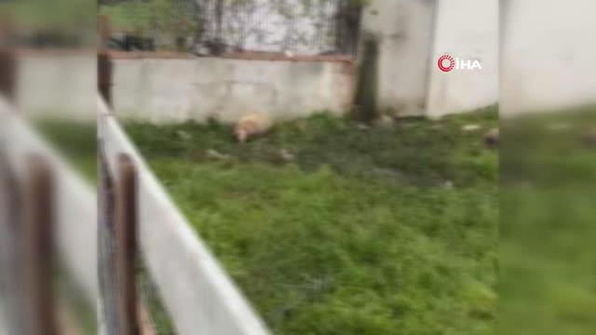 Sokak köpeklerinin saldırdığı 14 kurbanlık telef oldu
