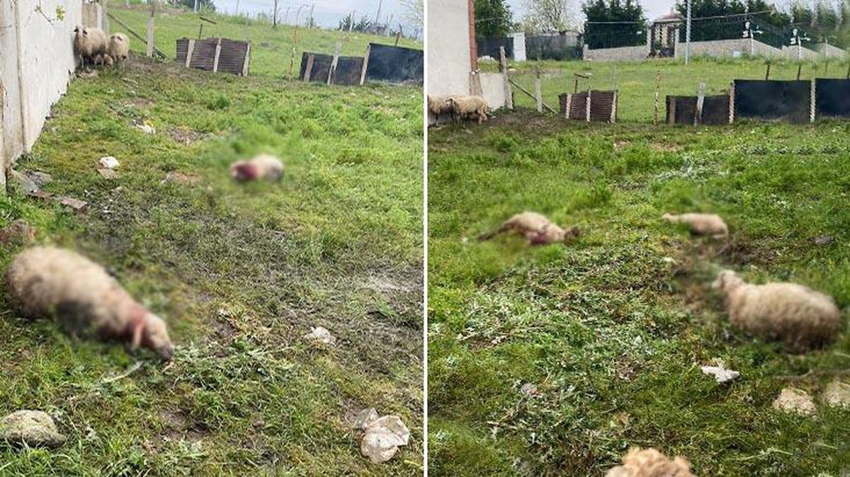 Yer: İstanbul! Başıboş sokak köpeklerinin saldırdığı 14 kurbanlık telef oldu