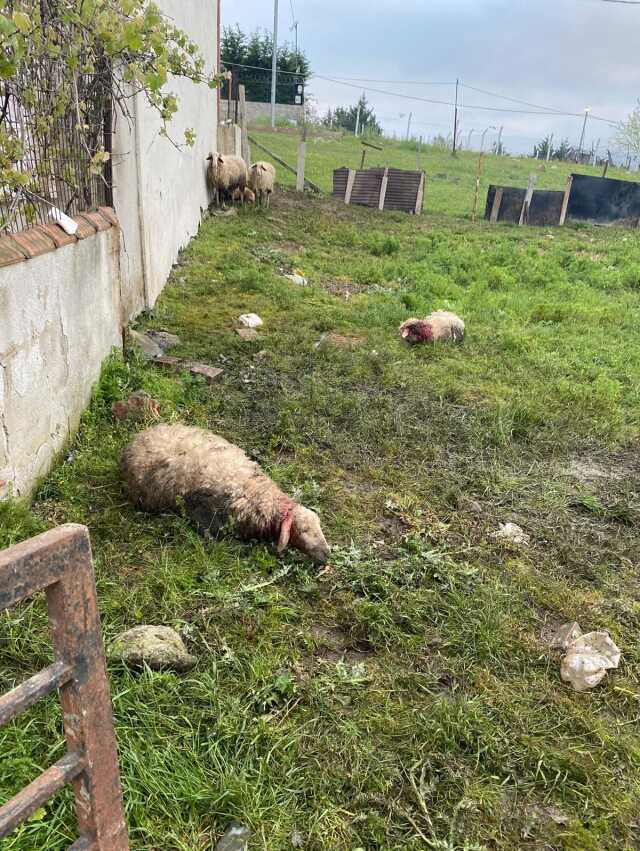 Sokak köpeklerinin saldırdığı 14 kurbanlık telef oldu