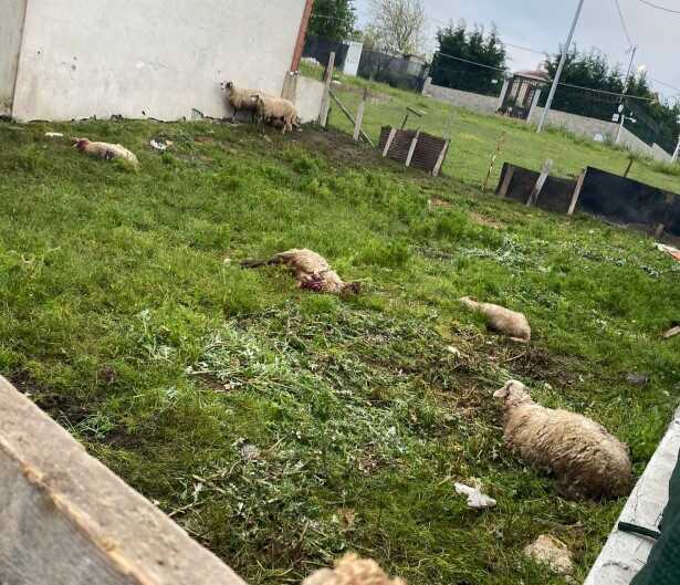Sokak köpeklerinin saldırdığı 14 kurbanlık telef oldu
