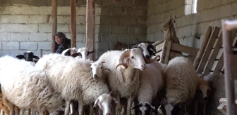 Aydın Büyükşehir Belediye Başkanı, Koyunları Telef Olan Üreticiye Yardım Etti
