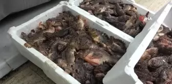 Dışı zehirli, içi lezzetli iskorpit balığı tezgahlarda: Kilogramı 300 TL