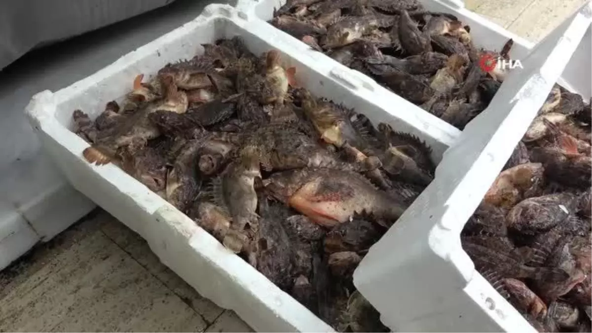 Dışı zehirli, içi lezzetli iskorpit balığı tezgahlarda: Kilogramı 300 TL