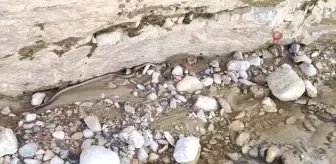 Elazığ'da 1 buçuk metre uzunluğunda yarı zehirli kocabaş yılanı görüntülendi