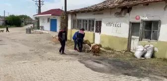 Jandarma'dan sokak hayvanlarına şefkat eli