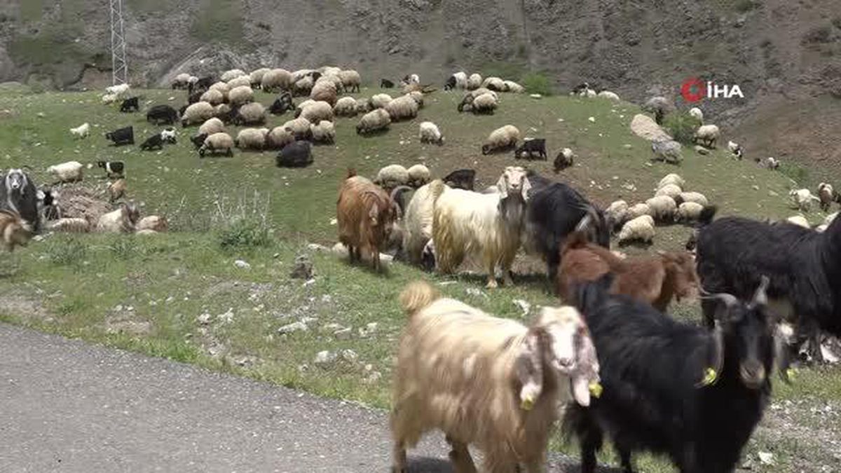 Şırnak'ta göçerler yaylaya ulaştı