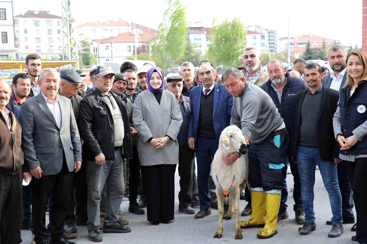 Akyurt'ta çiftçilere damızlık koç desteği